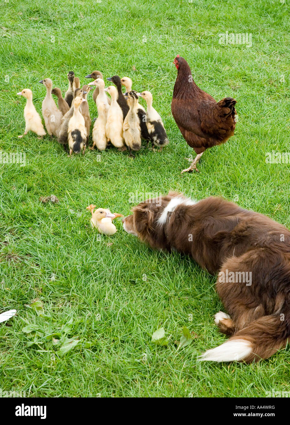 Sheepdog herding a hen and ducklings around a mini obstacle course Stock Photo