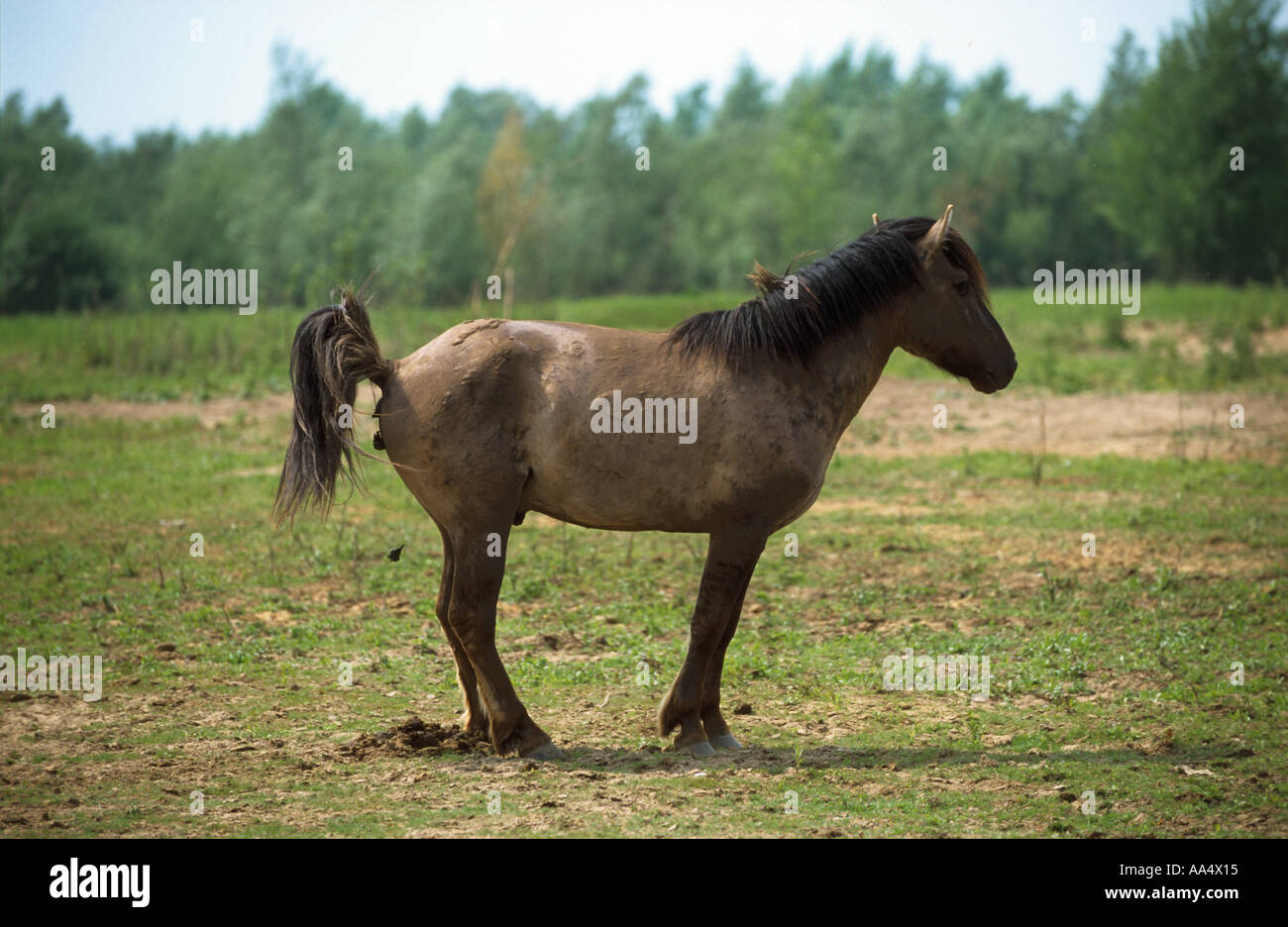 Horse dropping hires stock photography and images Alamy
