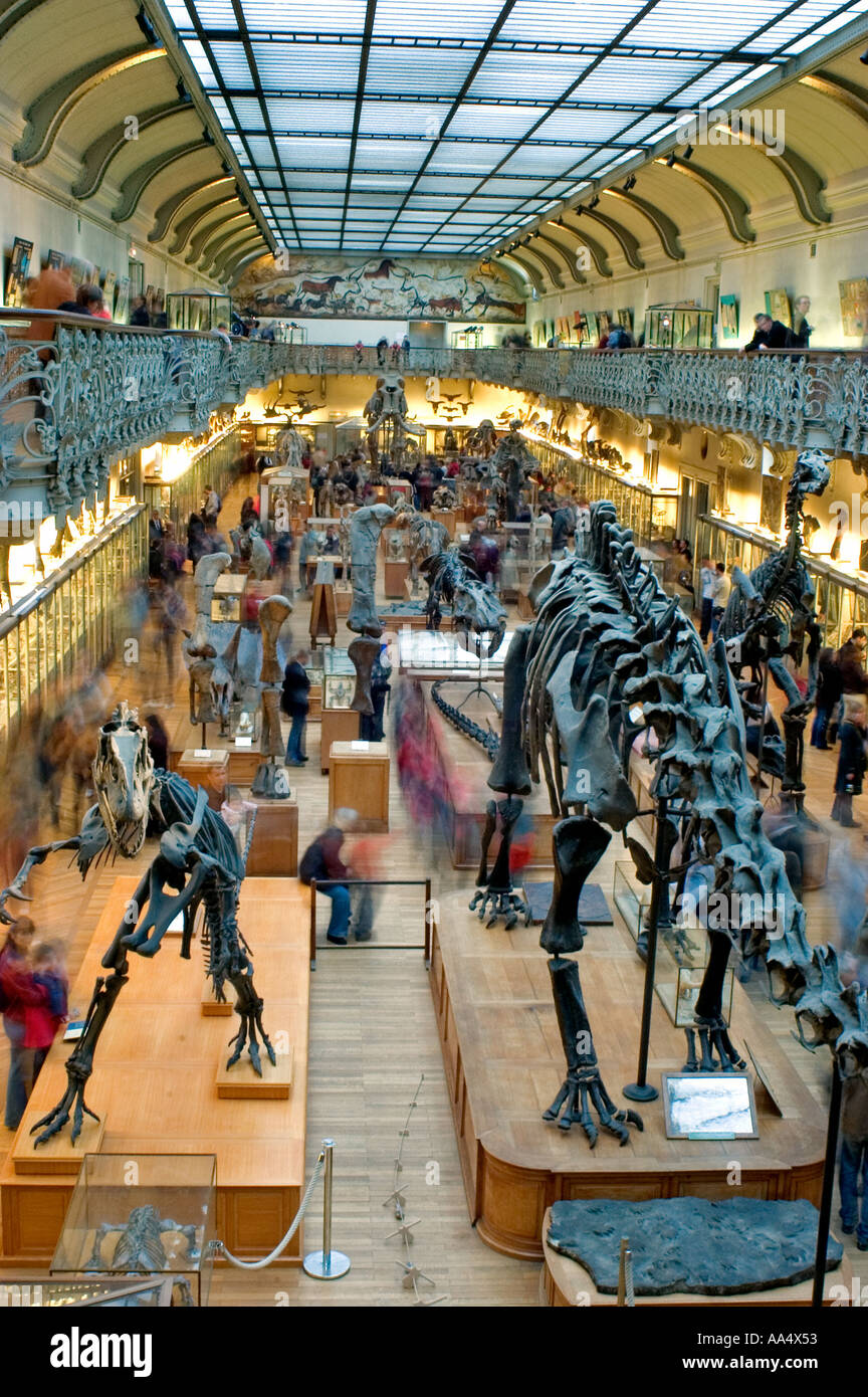 Paris, France, Interior Overview in the Museum of Natural History, Dinosaur Skeletons 'Le Musee National d'Histoire Naturelle' Stock Photo