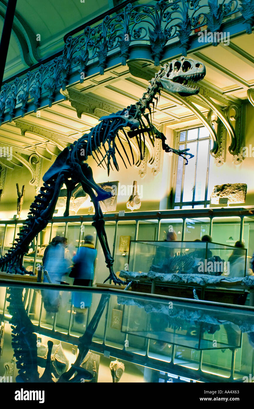 Paris france, 'Museum Night' at the Museum of Natural History, Dinosaur Skeleton Exhibit collection, museum histoire naturelle paris Stock Photo