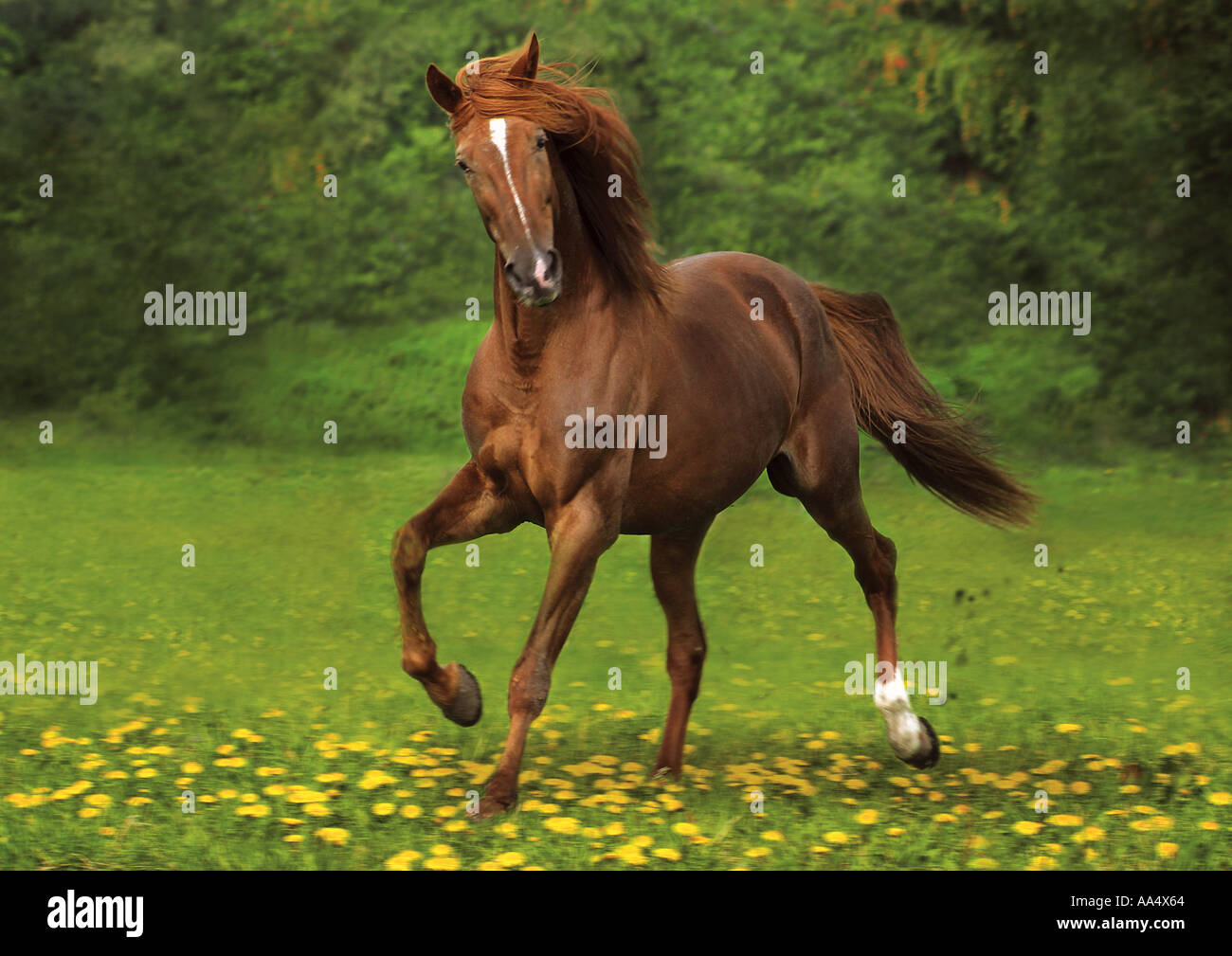Лошади 9 лет. Коню в молодости. Арабская лошадь на дыбах вид со спины.