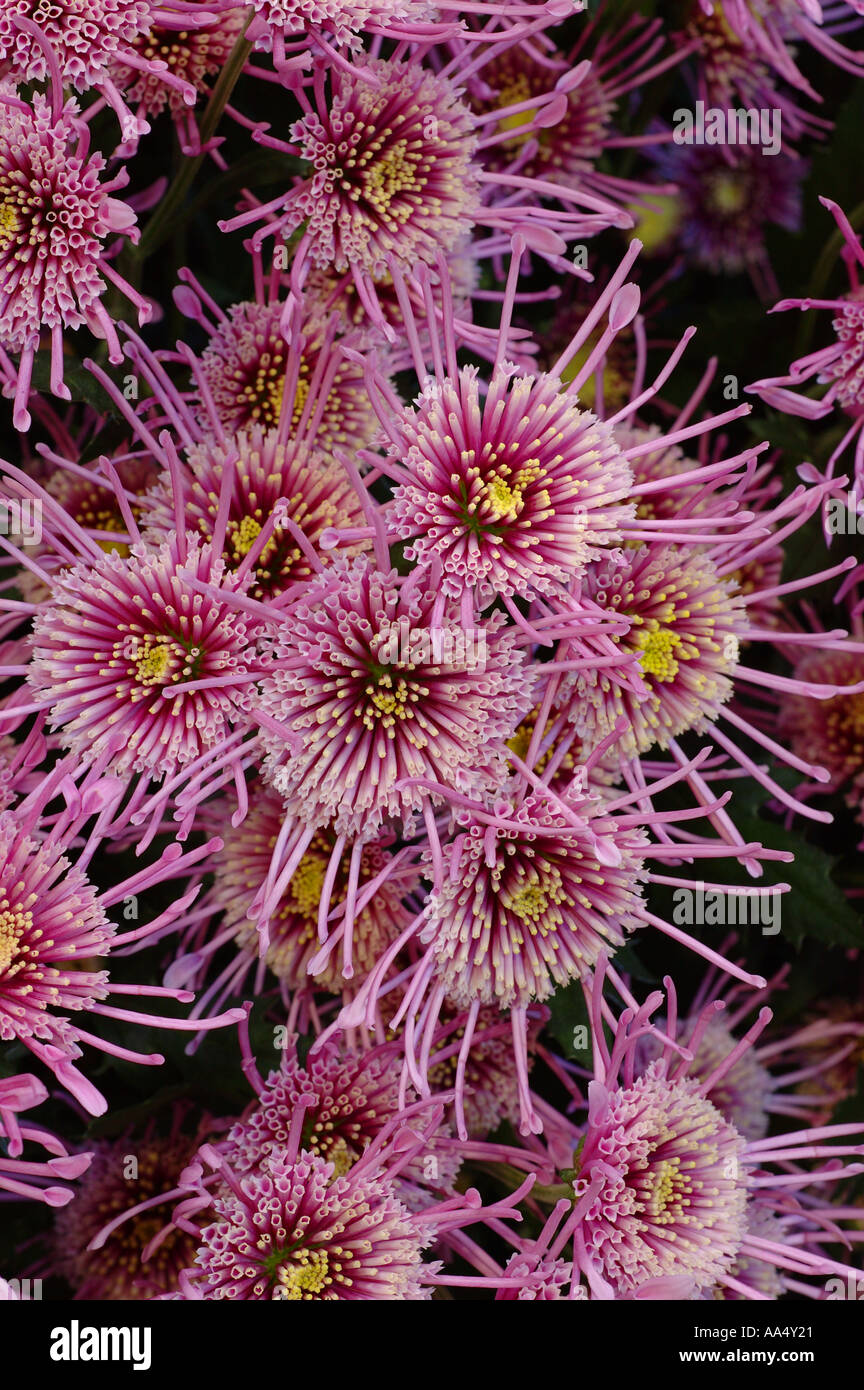 Chrysanthemum Albert Heijn Stock Photo