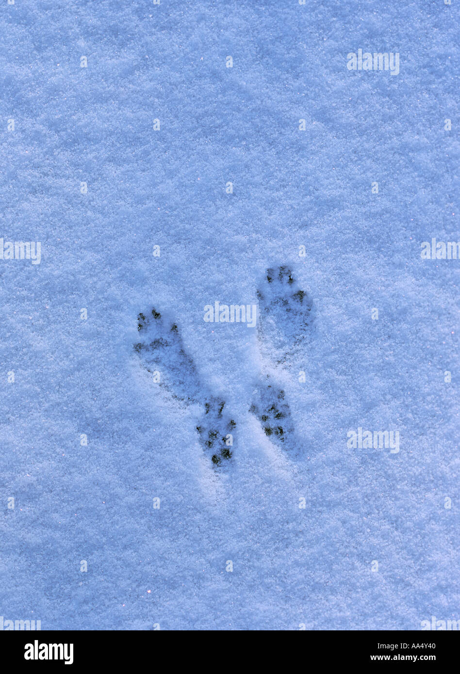track of a squirrel in snow Stock Photo