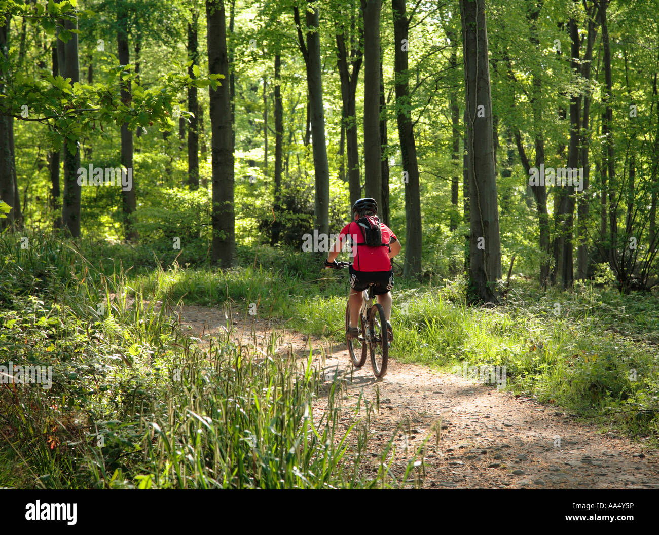 Mountain Biking in woodland in spring Stock Photo