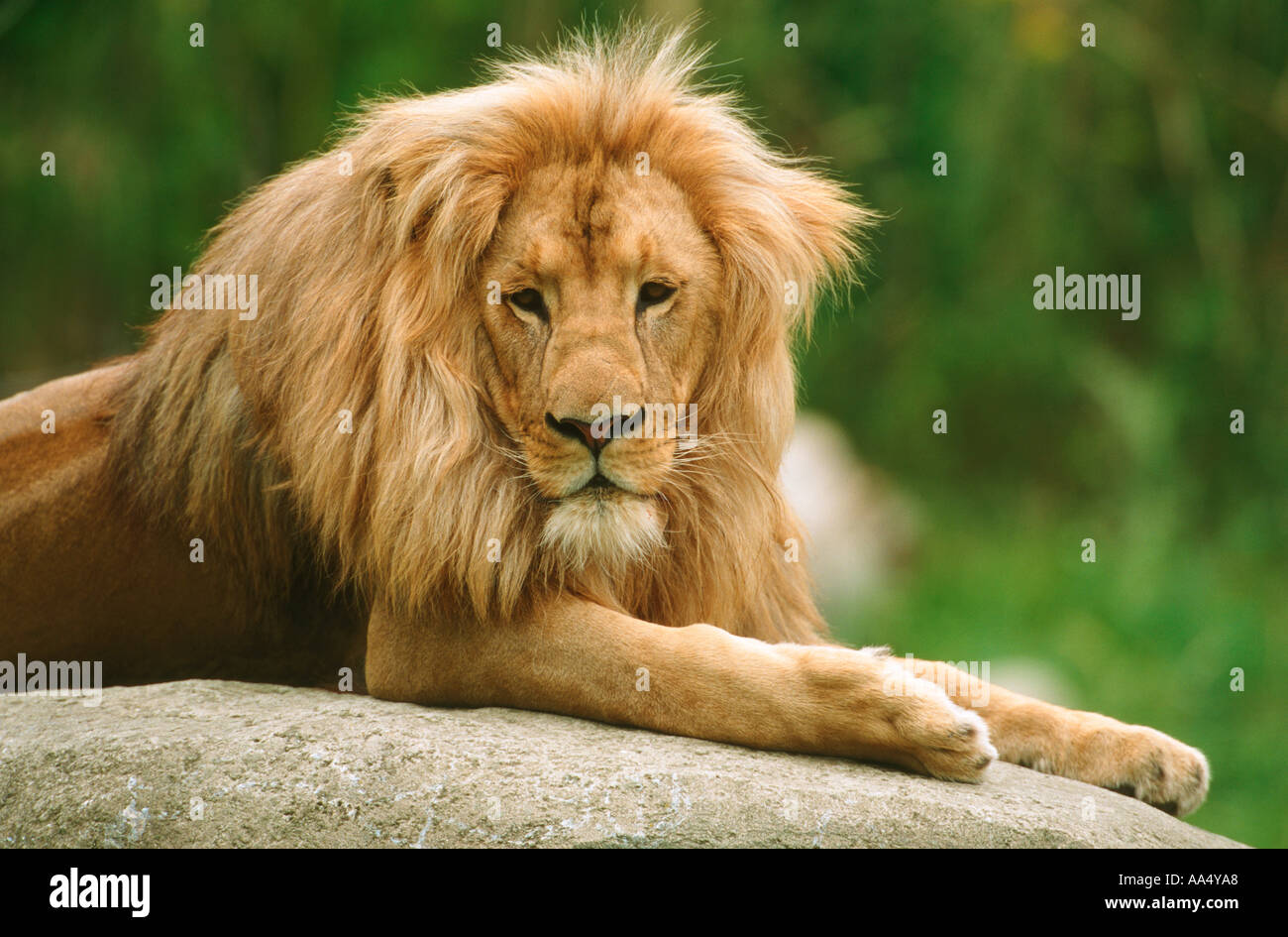 african lion - lying on rock/ Panthera leo Stock Photo - Alamy