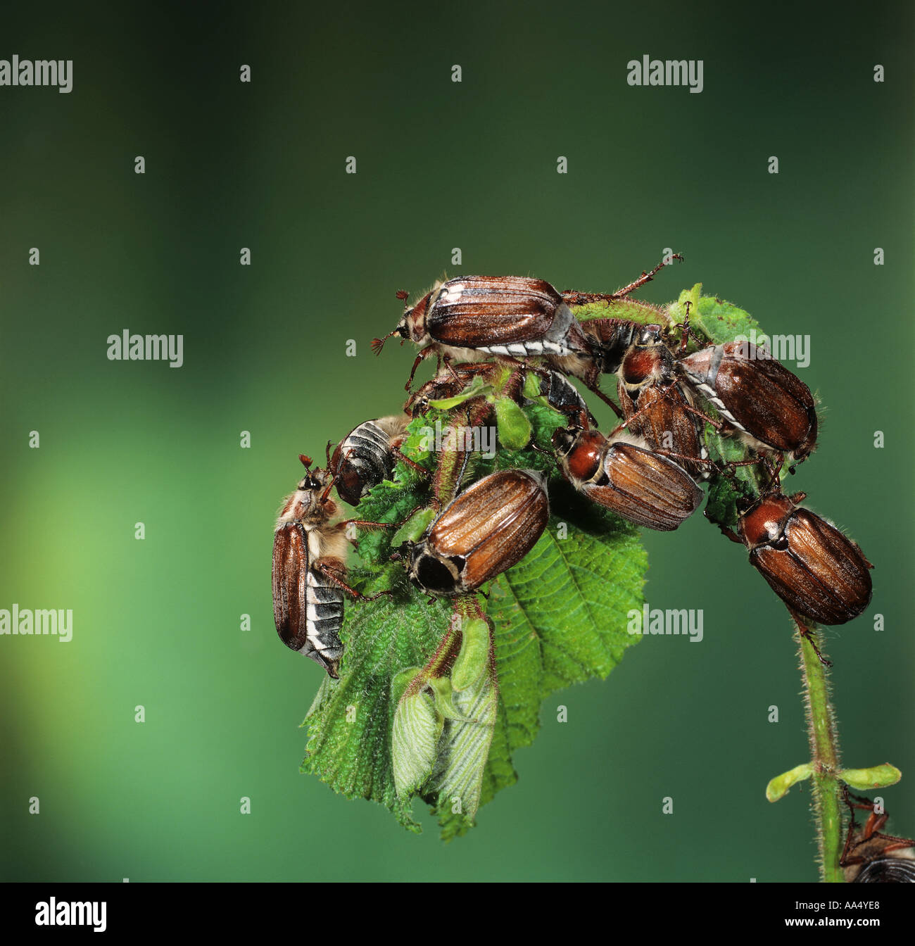 common cockchafers on leaf / Melolontha melolontha Stock Photo