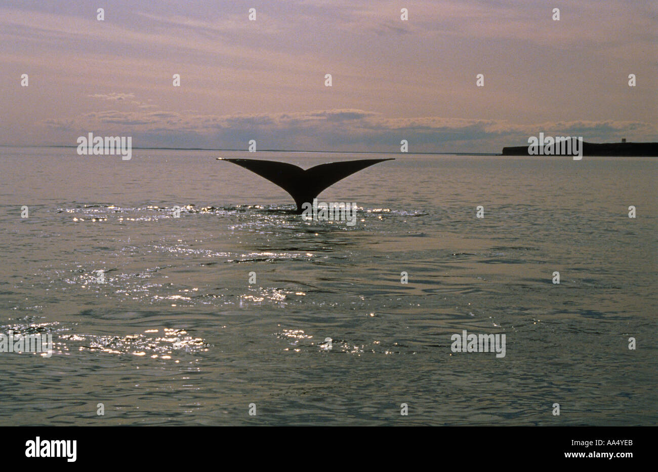 Underwater whale tail hi-res stock photography and images - Alamy