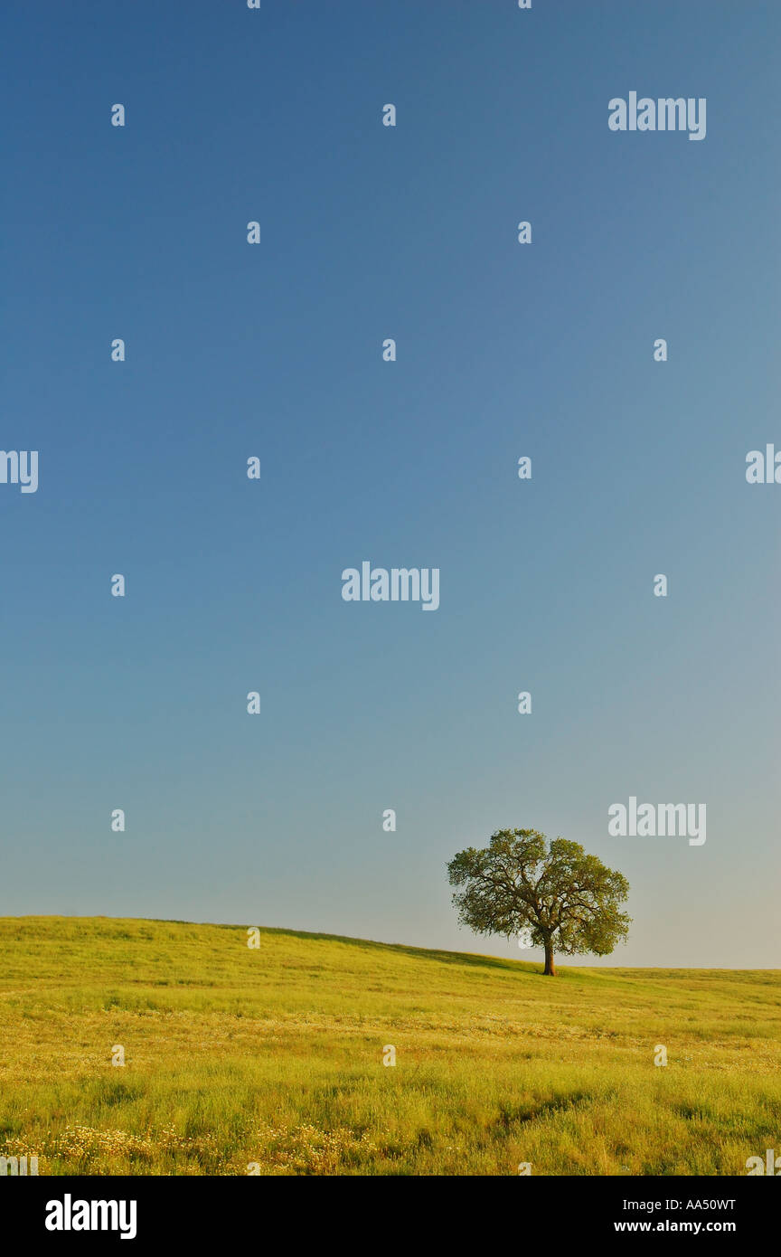 Field lone tree hi-res stock photography and images - Alamy
