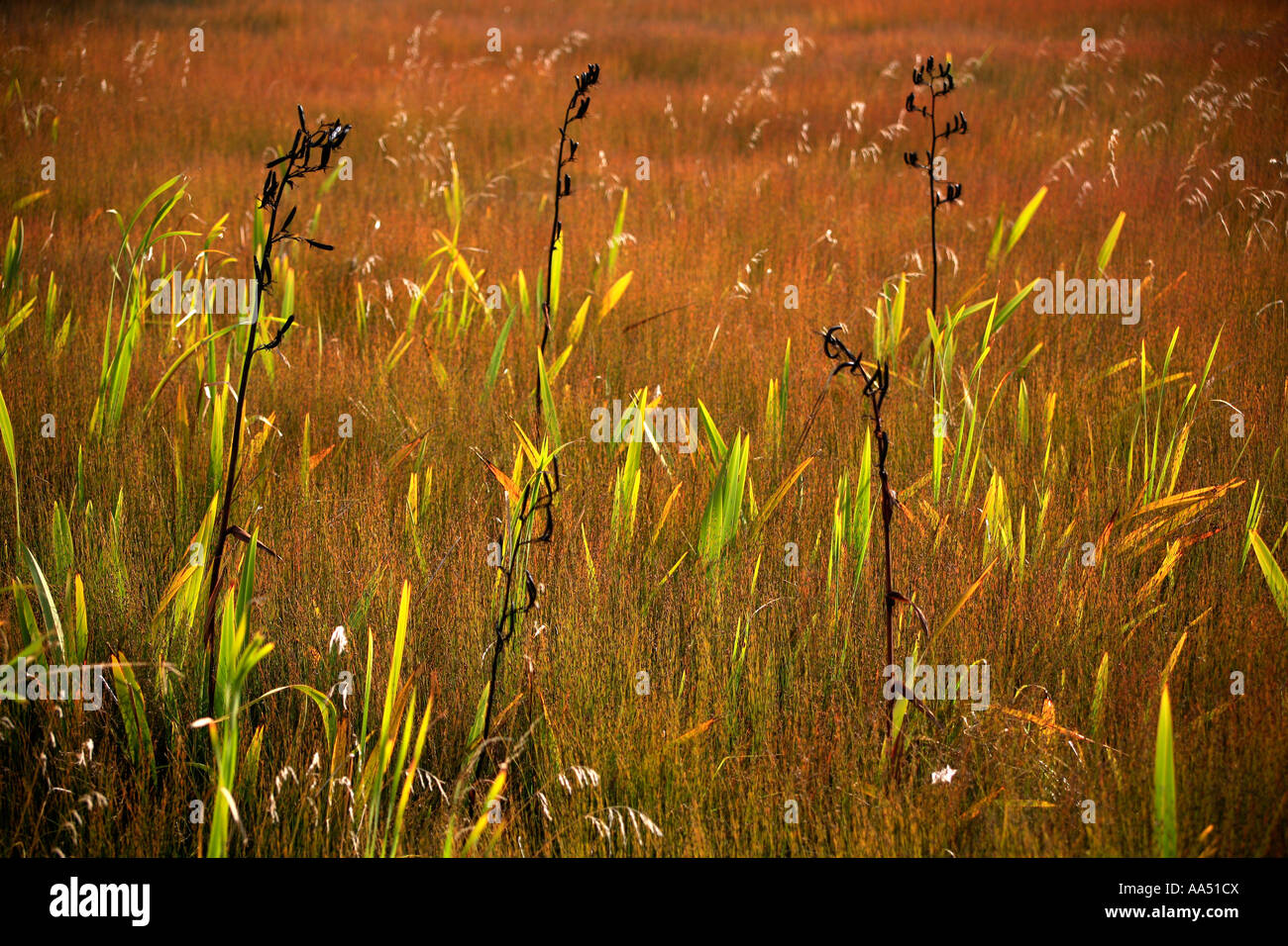 Reeds and raupo swampland blend in harbour at Paremata Stock Photo
