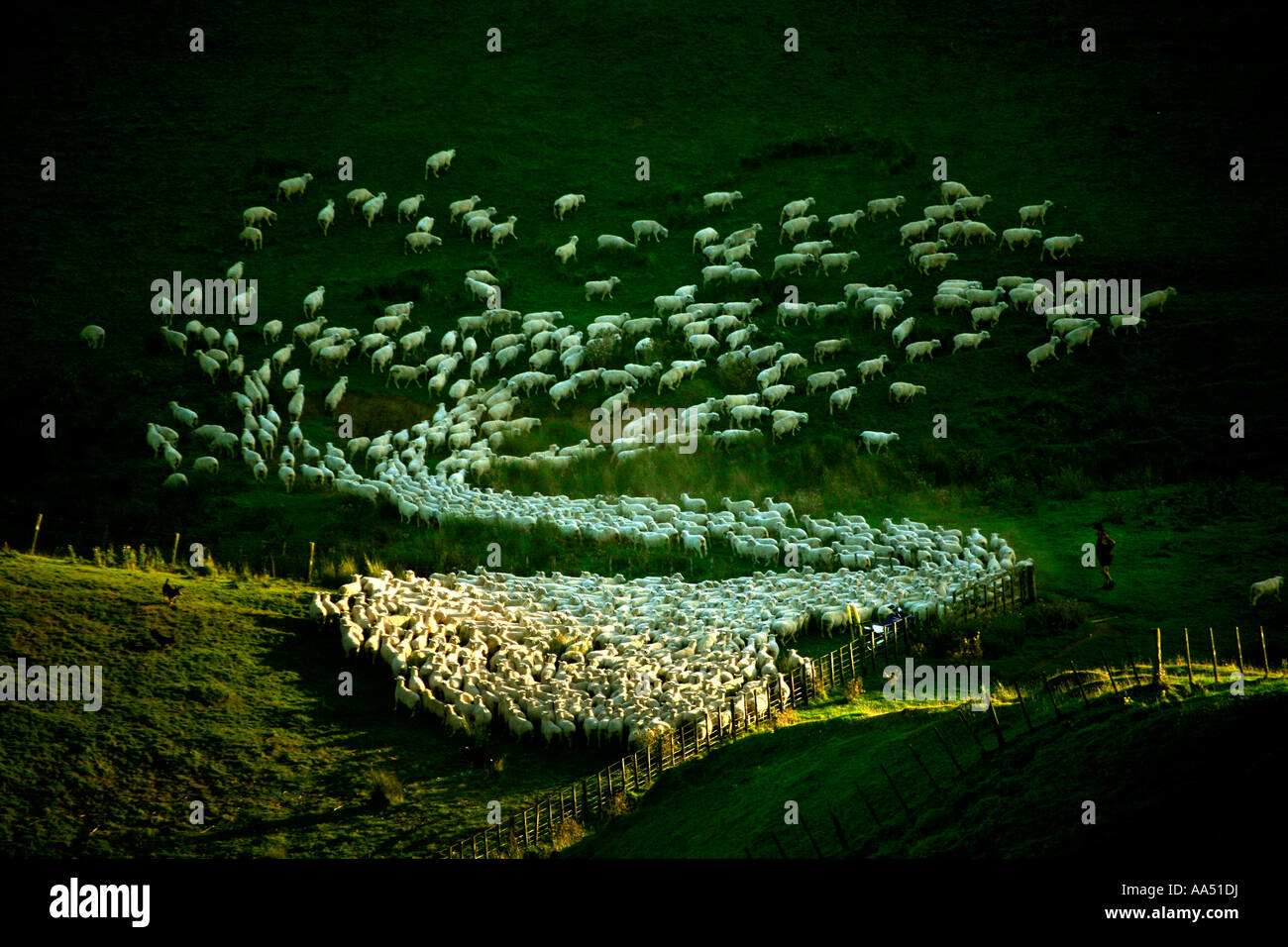 Sheep are herded through at gate at Tarata East Taranaki New Zealand Stock Photo