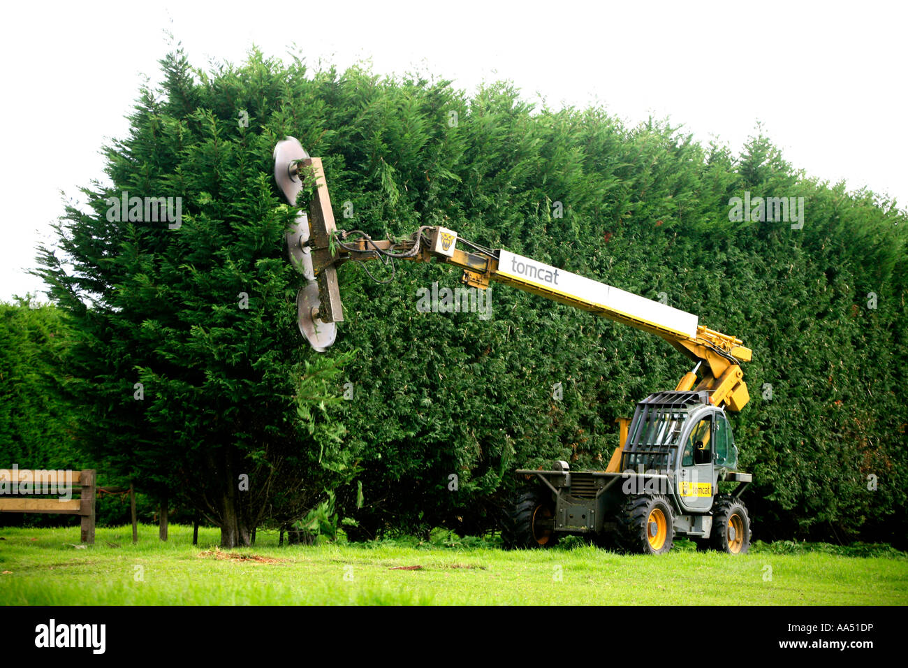 A Tomcat trims a high shelter belt in Northland New Zealand Stock Photo ...