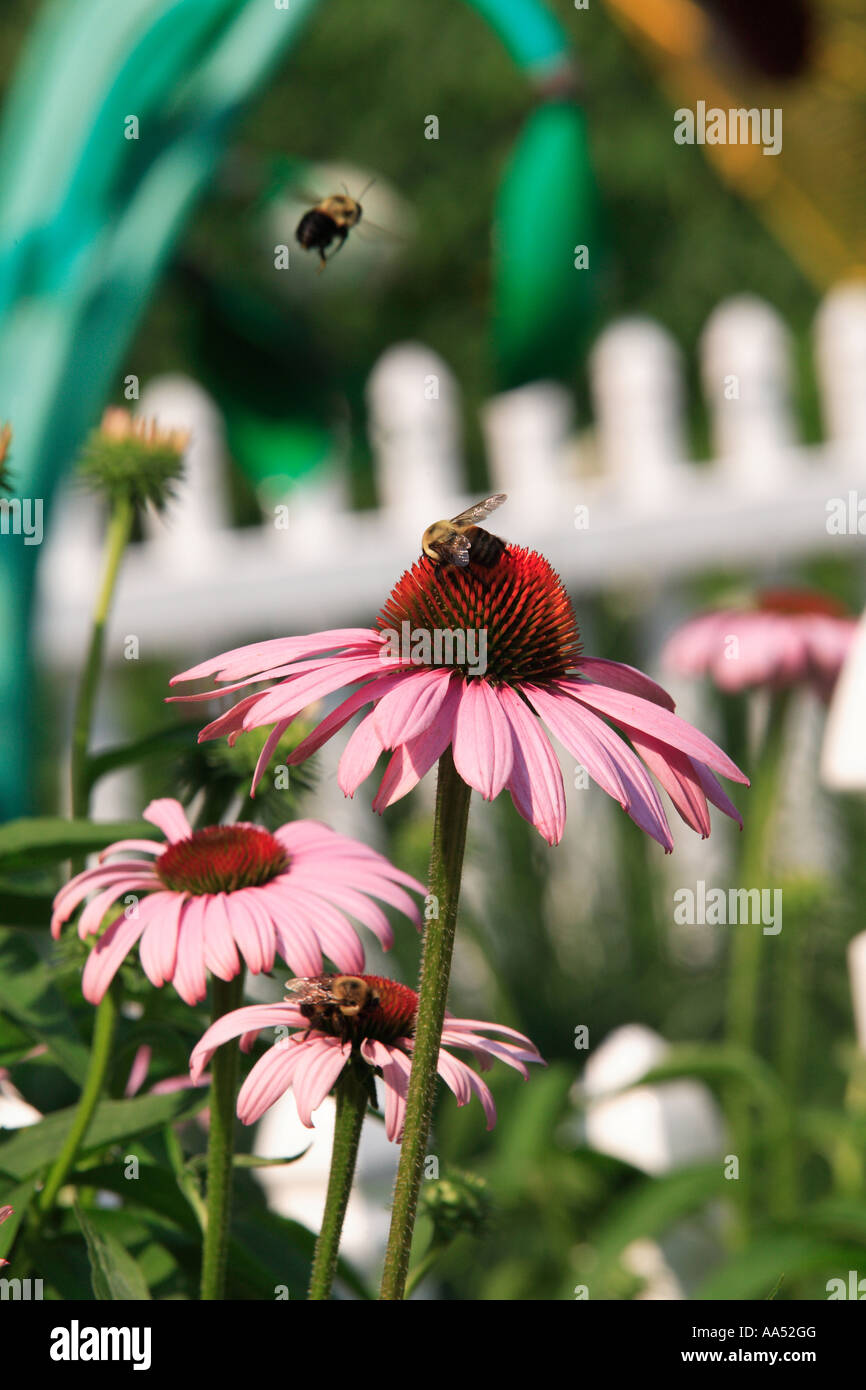 Echinacea flowers and bumble bees Stock Photo Alamy