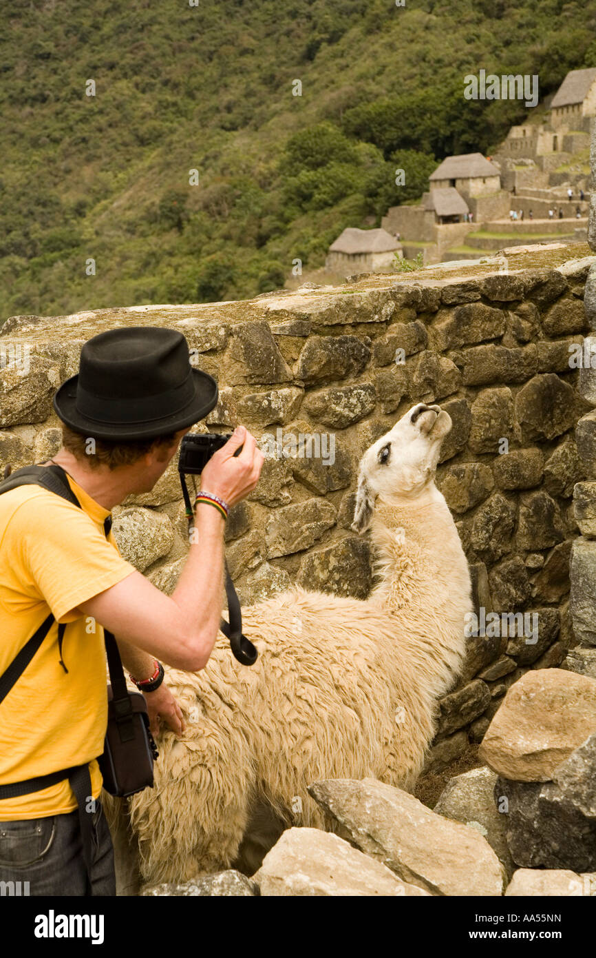 Guy taking a photo of a posing llama in the ruins of Macchu Pichu,  Peru Stock Photo