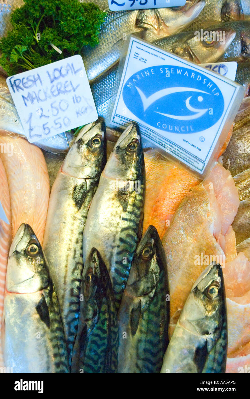 Marine Stewardship Council certified sustainable mackerel Rock a Nore