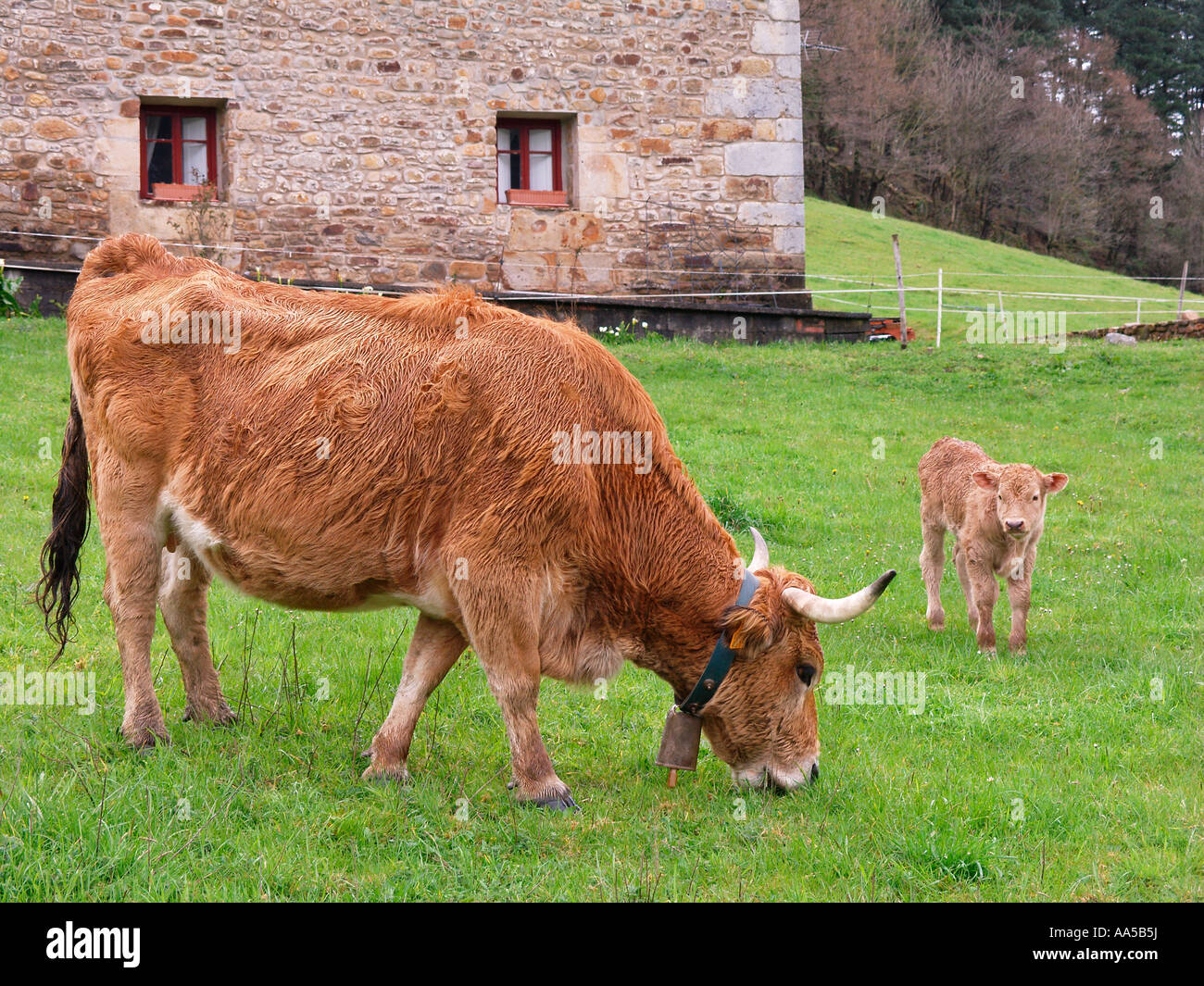 Cow and calf in Atxondo Valley, Axpe, Basque Country, Spain Stock Photo