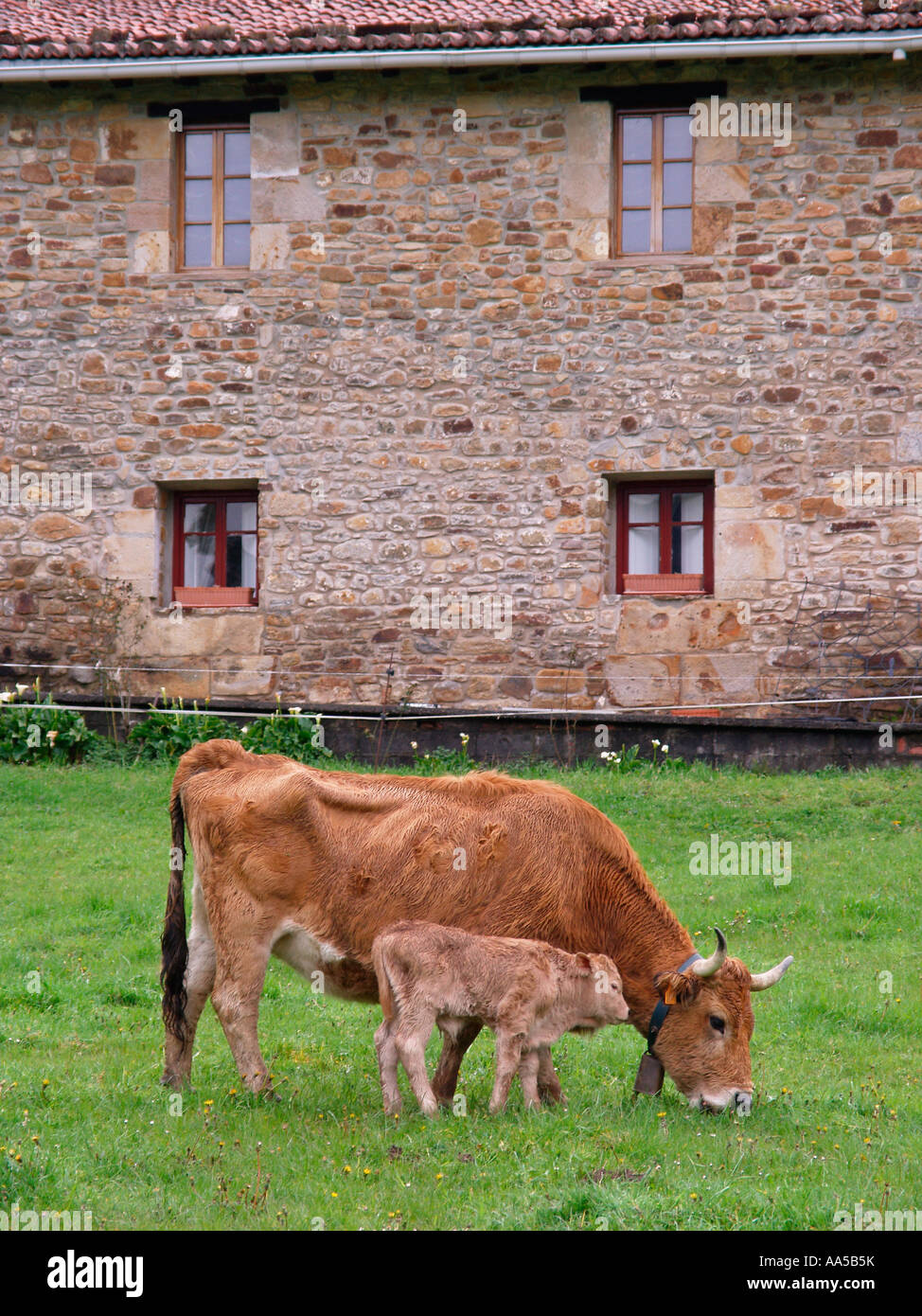 Cow and calf in Atxondo Valley, Axpe, Basque Country, Spain Stock Photo