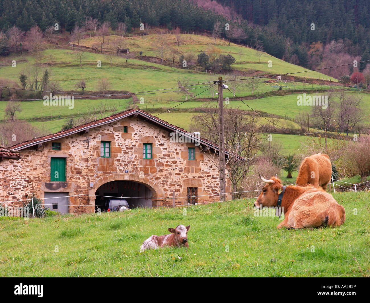Cows and calf in Atxondo Valley, Axpe, Basque Country, Spain Stock Photo