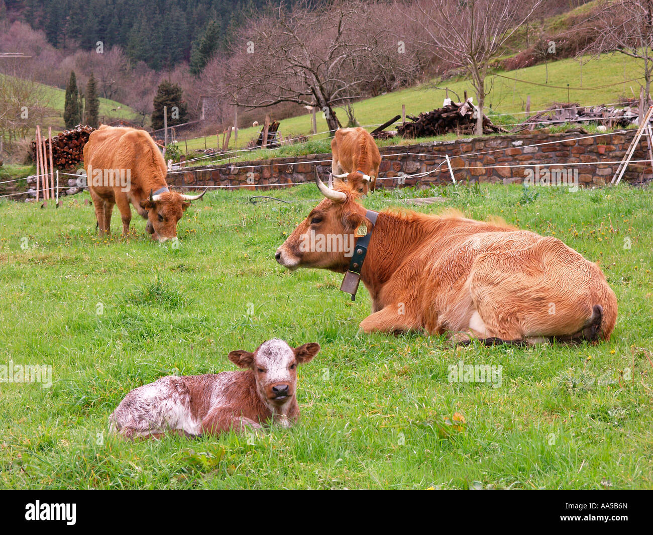 Cows and calf in Atxondo Valley, Axpe, Basque Country, Spain Stock Photo