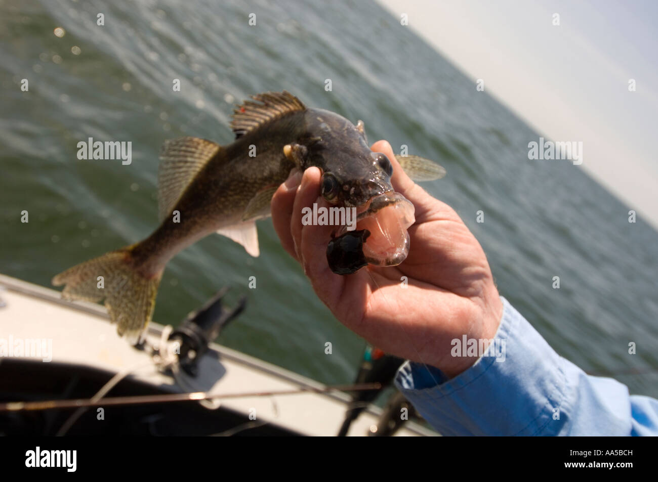 A FISHERMAN HOLDS A WALLEYE WITH HOOK AND LEECH BAIT STILL IN IT S