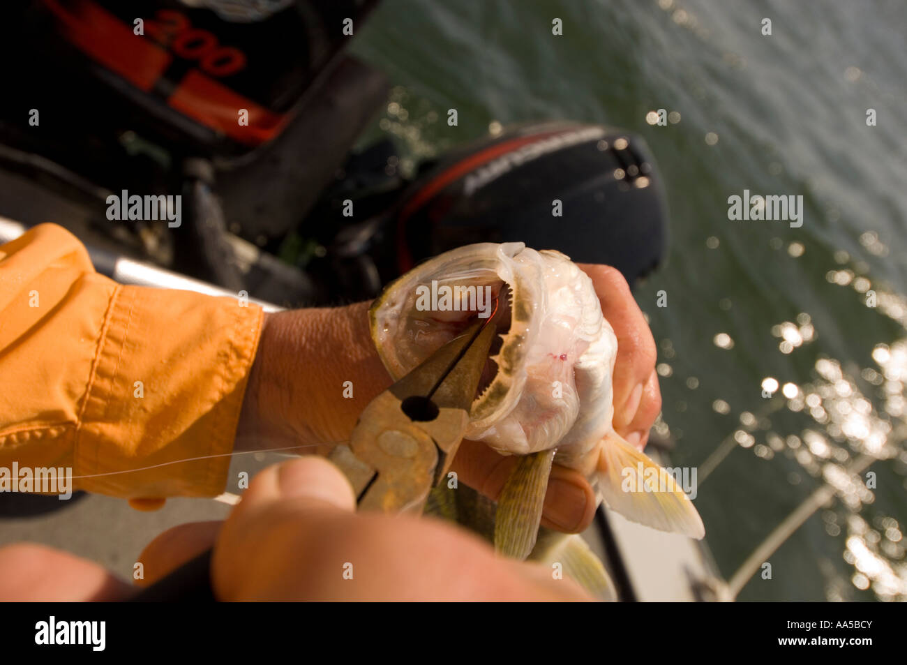 Removing hook from fish hi-res stock photography and images - Page
