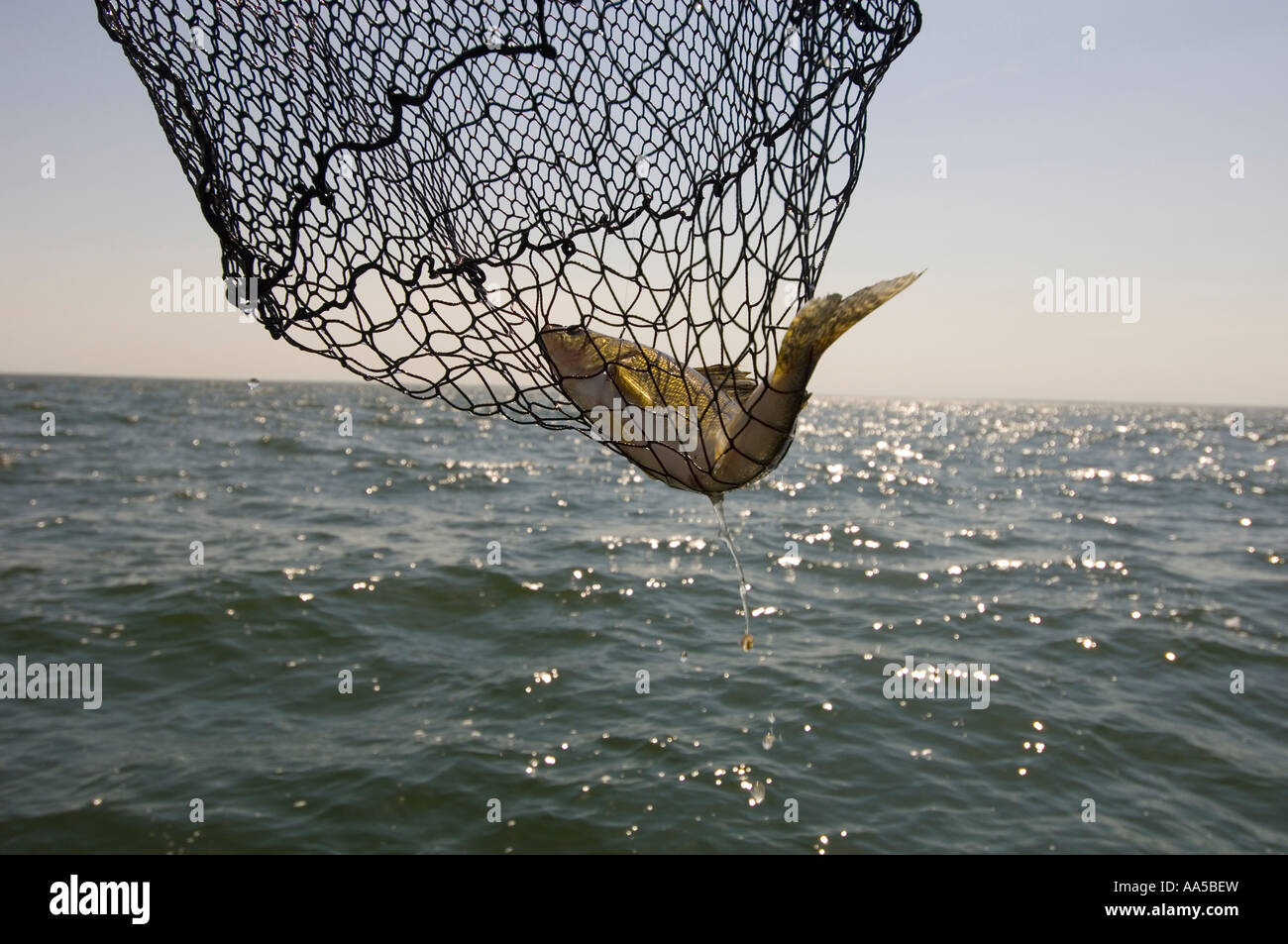 A WALLEYE IN A FISHING NET HANGS OVER THE HORIZON OF LAKE MILLE