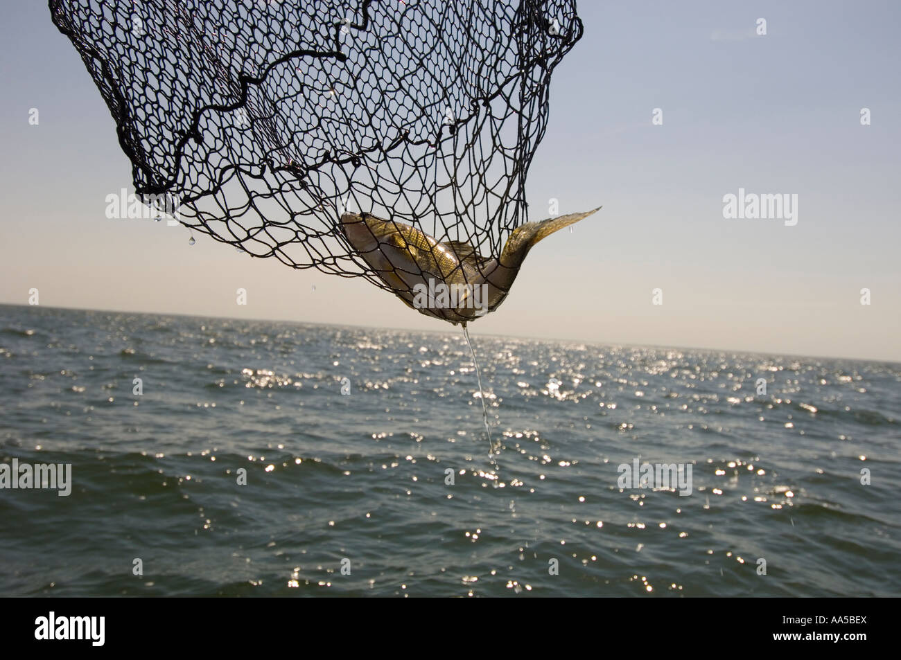 A WALLEYE IN A FISHING NET HANGS OVER THE HORIZON OF LAKE MILLE LACS NORTH  CENTRAL MINNESOTA Stock Photo - Alamy