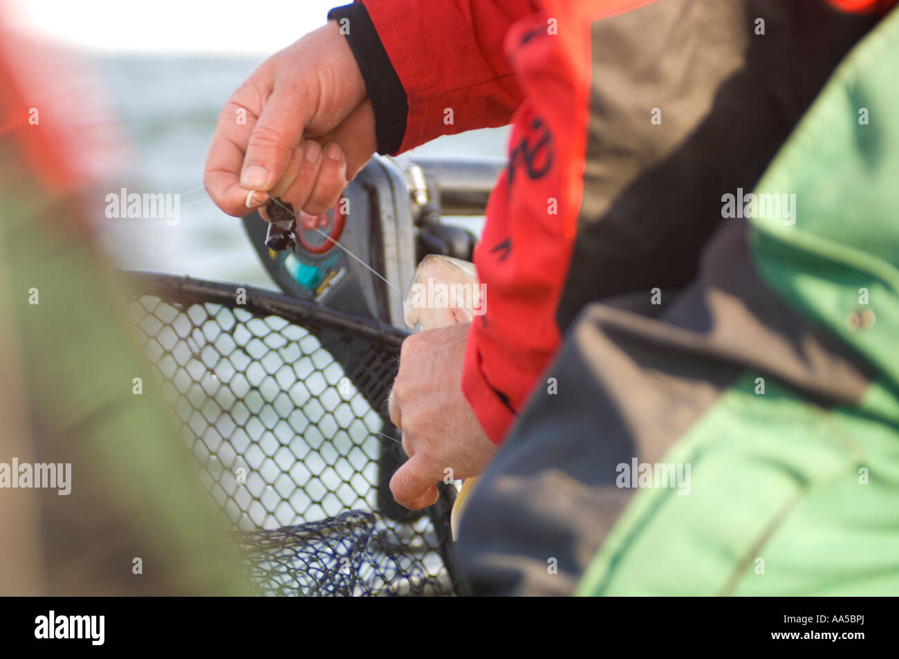 AN ANGLER WITH A WALLEYE HOLDS THE FISHING LINE WITH A LEECH ON IT TO