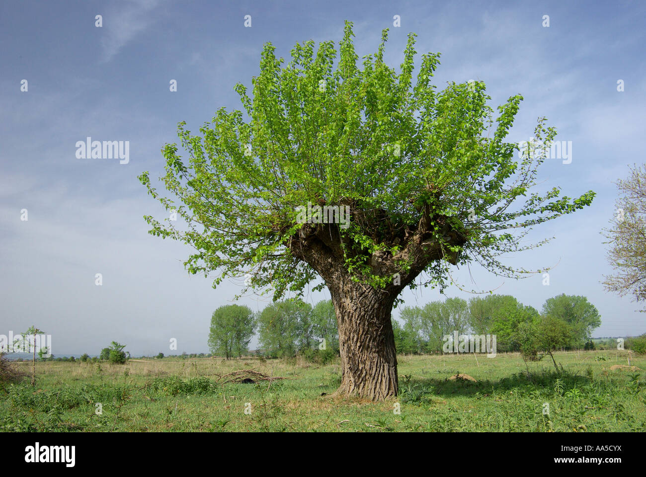 Young branches of an old mulberry tree. Stock Photo