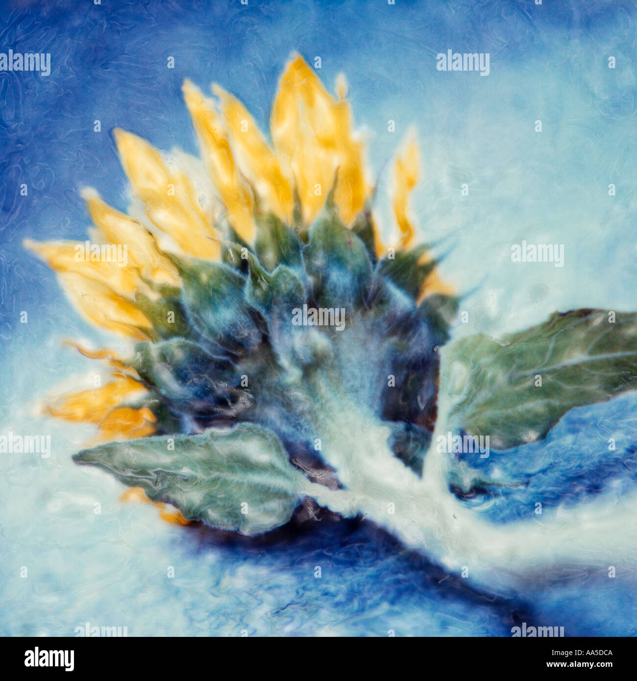 Sunflower Stock Photo