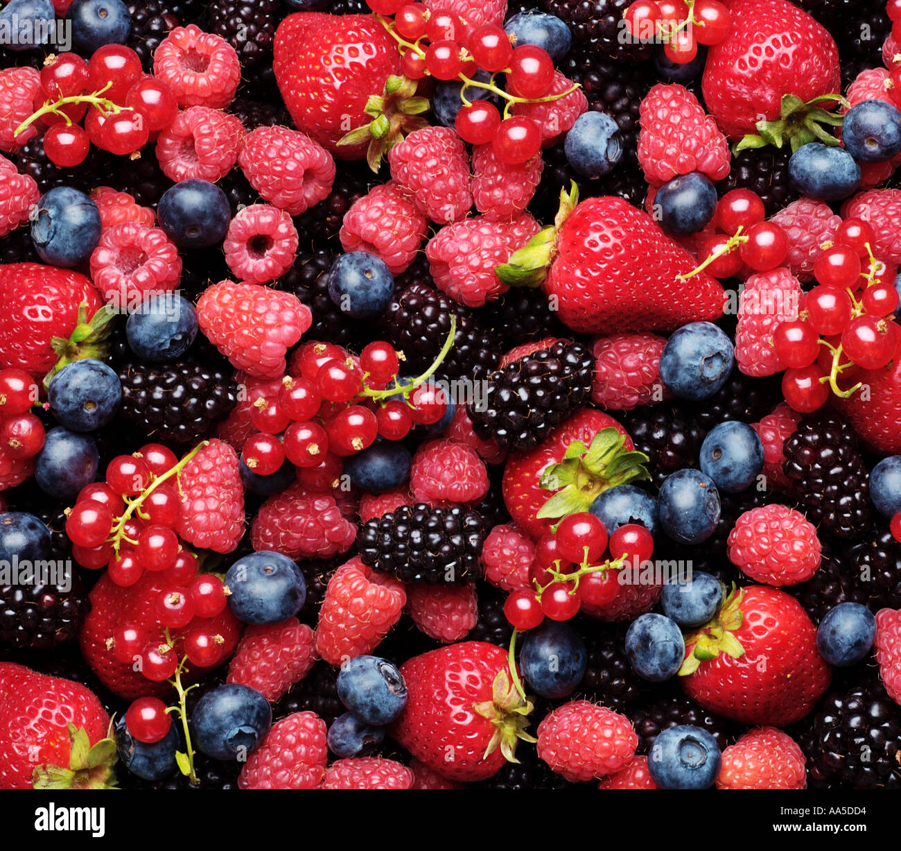 U pick blue berries hires stock photography and images Alamy