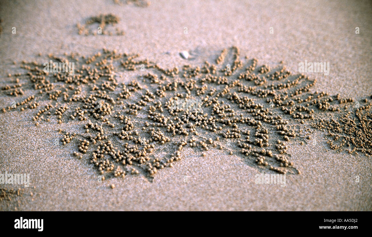 crab balls on beach Stock Photo Alamy