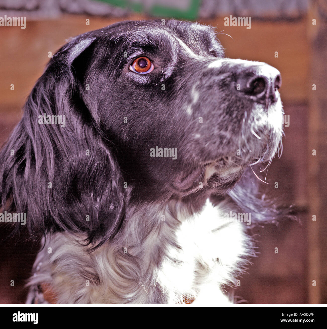 Munsterlander pointer pedigree show dog Stock Photo