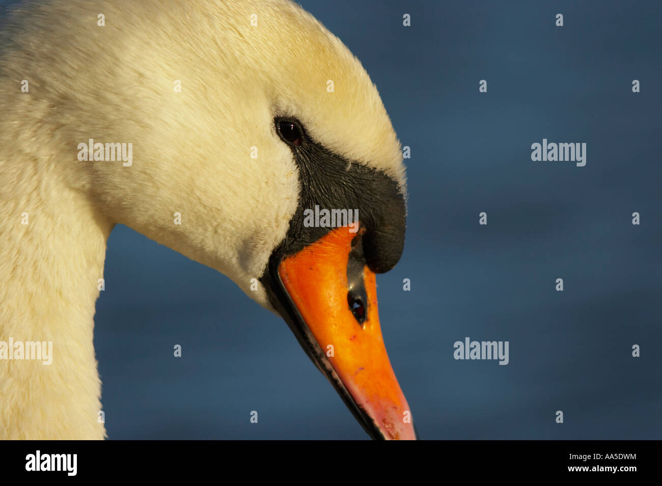Closeup of mute swan's face, Pitsford Reservoir, Northamptonshire