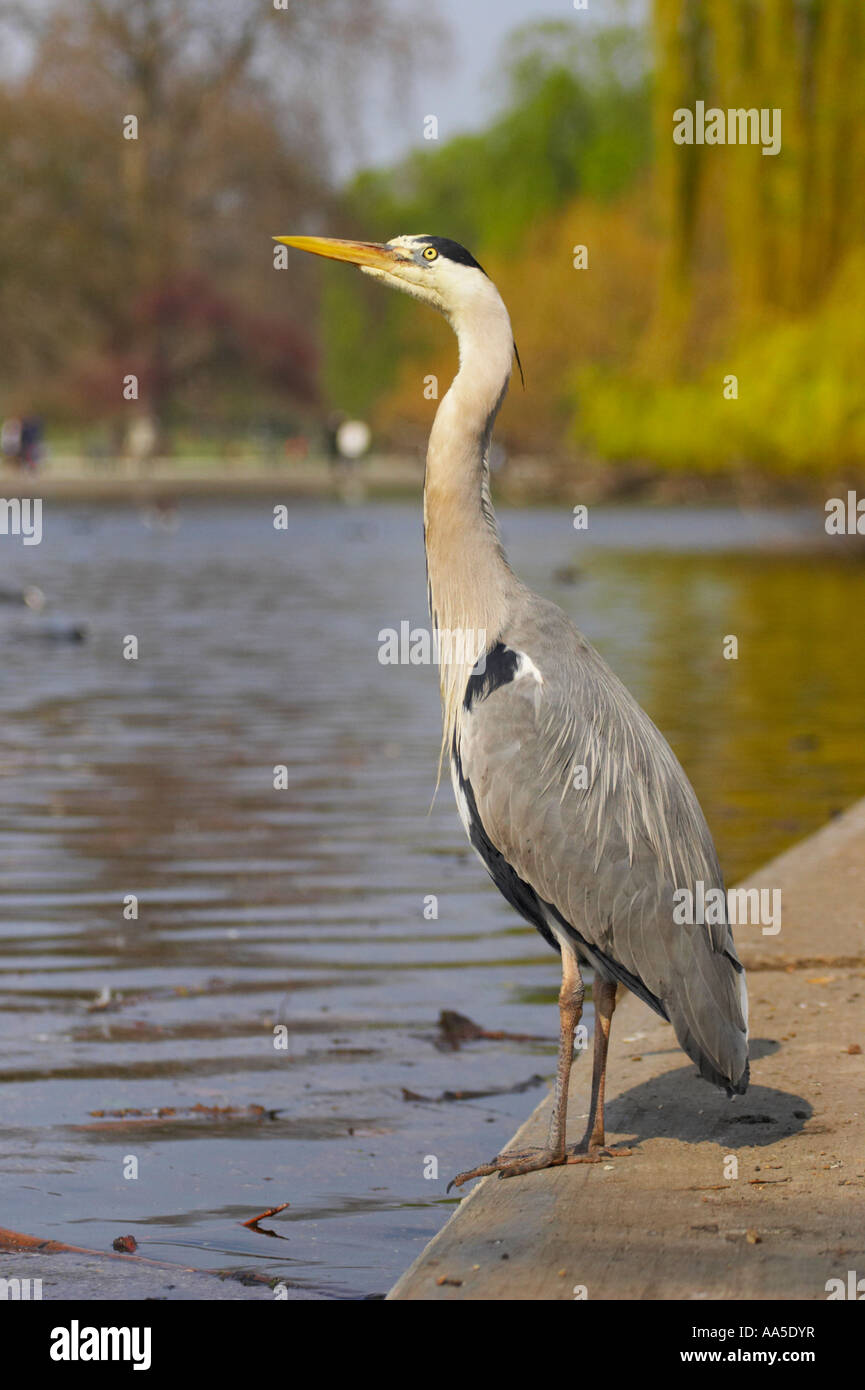 Grey heron at edge of lake, Regent's Park London Stock Photo