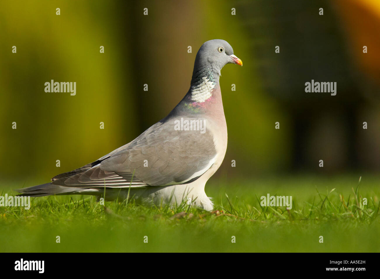 Lawn park park sun hi-res stock photography and images - Alamy