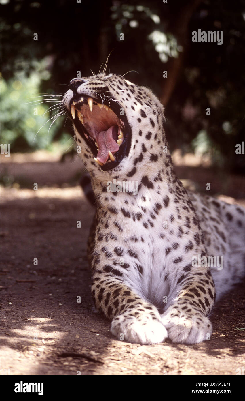 Normal Leopard Teeth growl leopard hi-res stock photography and images - Alamy