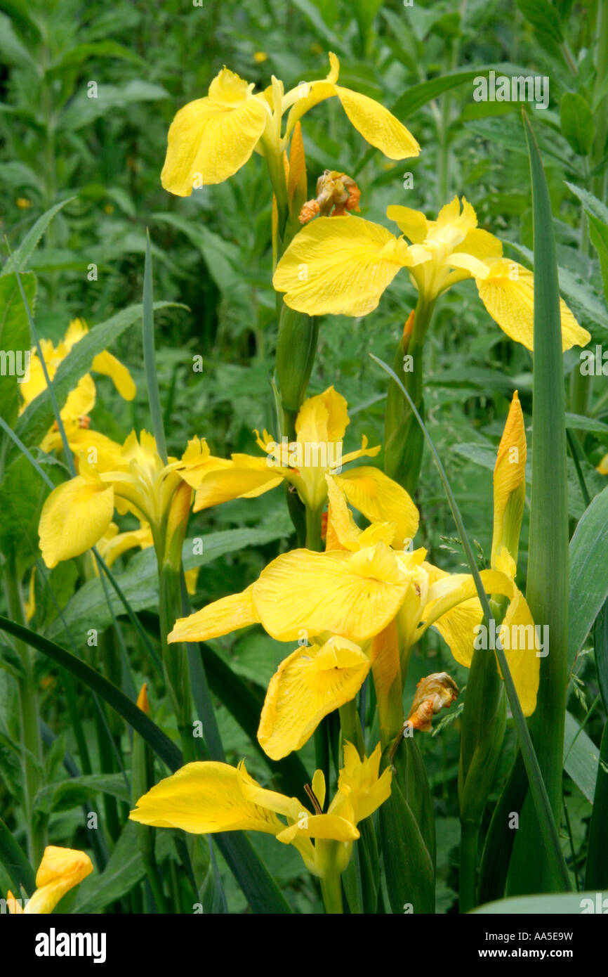 Iris pseudacorus the yellow flag is a west european native Stock Photo