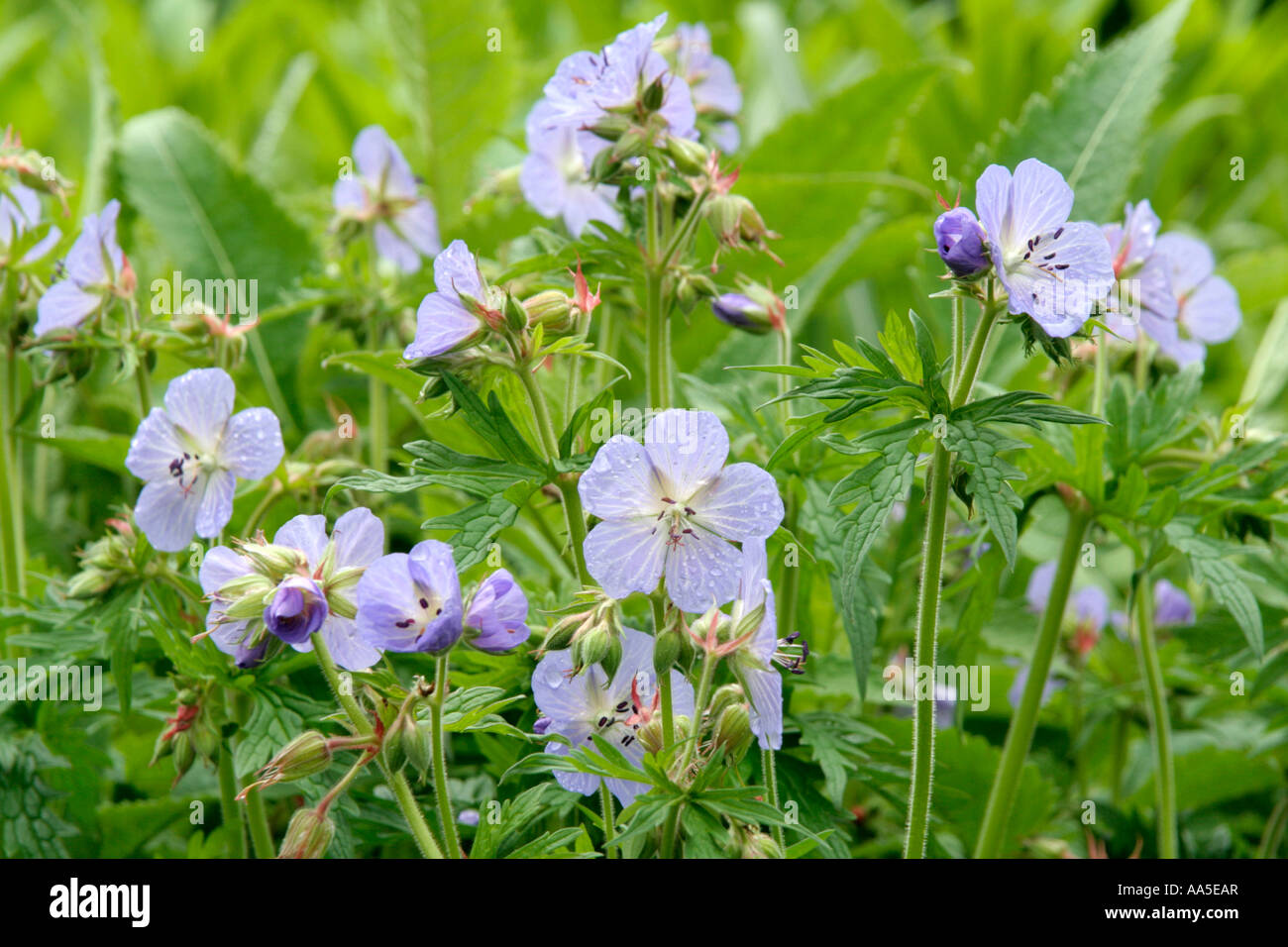 Meadow cranesbill Geranium pratenses in late May Stock Photo