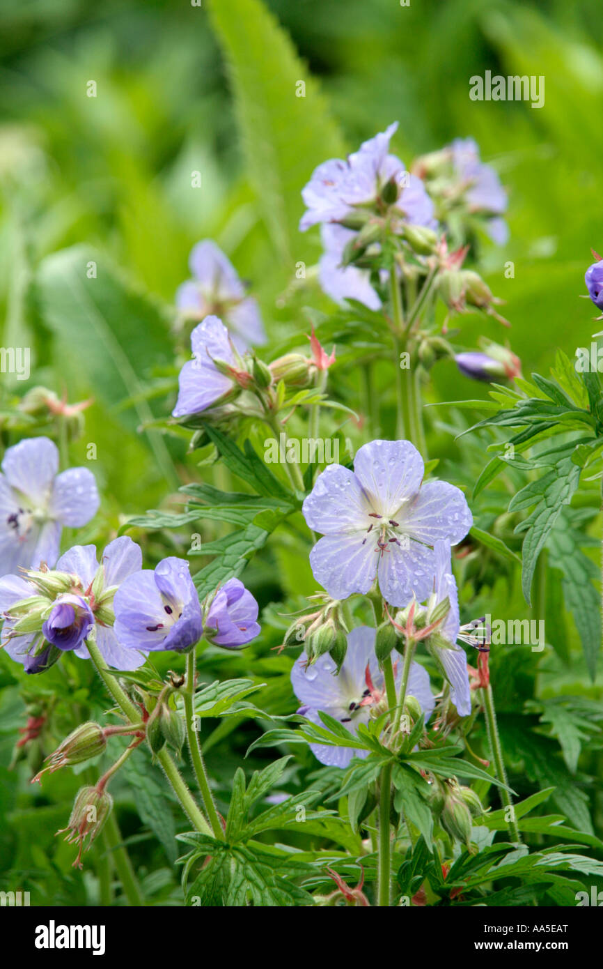 Meadow cranesbill Geranium pratenses in late May Stock Photo