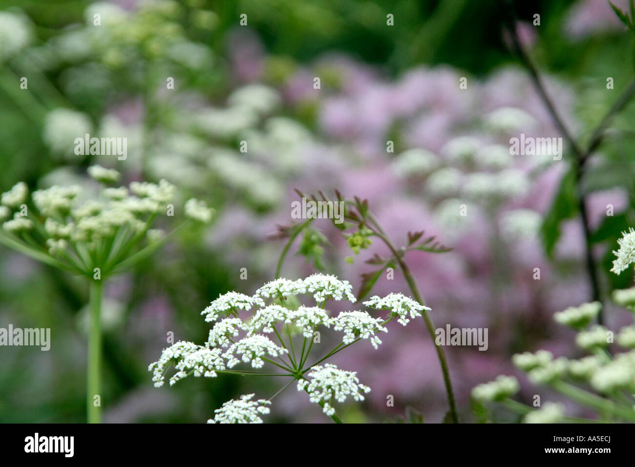 Anthriscus sylvestris with the candyfloss puffs of Thalictrum aquilegiafolium and umbels of Oenanthe crocata Stock Photo