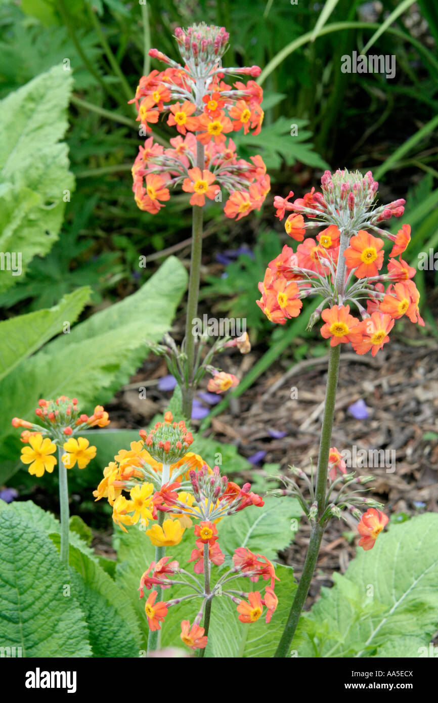 Candelabra primula hybrids in the wet garden at Holbrook with the lighter otange Primula bulleyana at bottom left Stock Photo