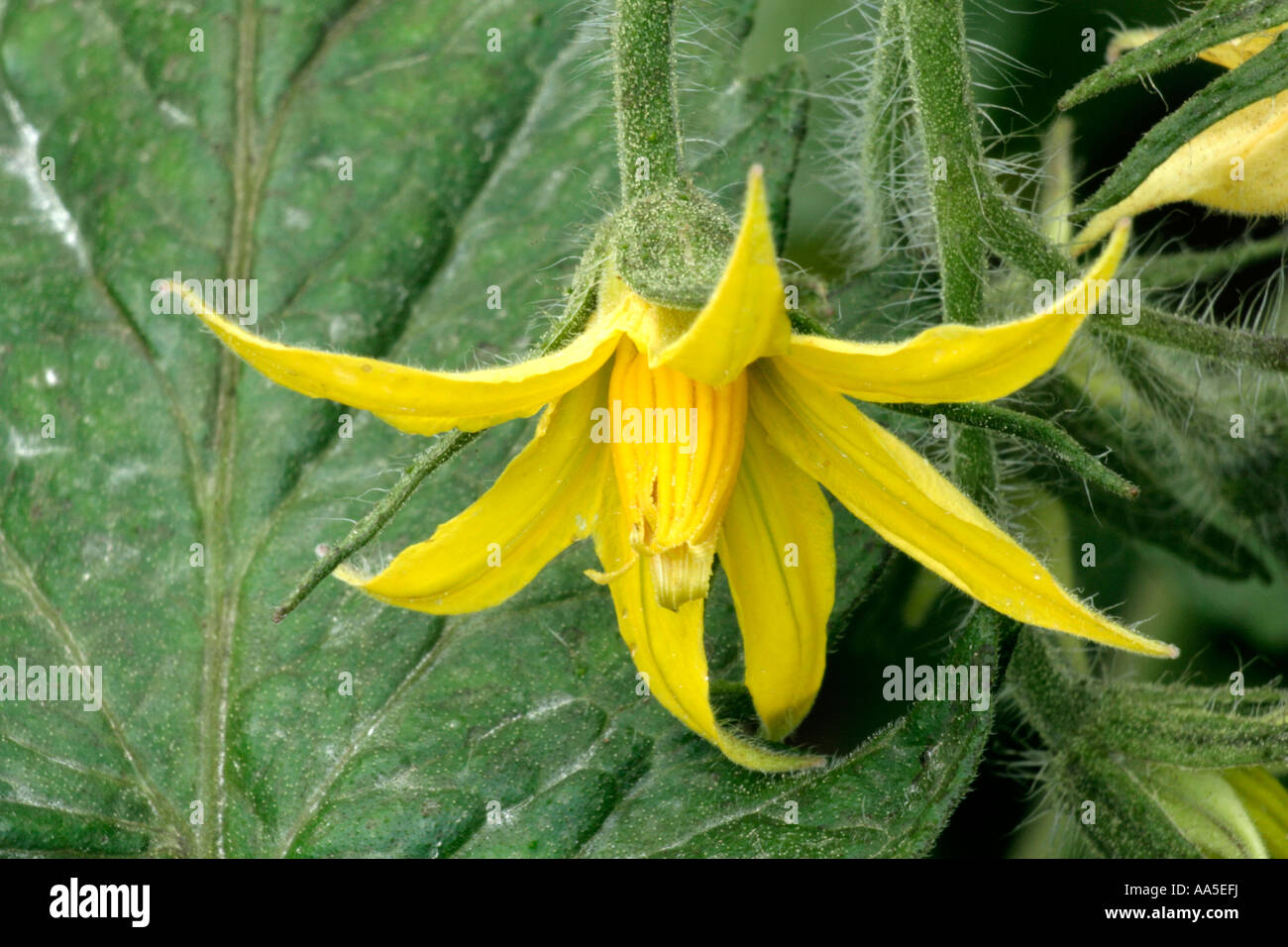 Tomato flower lycopersicon lycopersicum Stock Photo