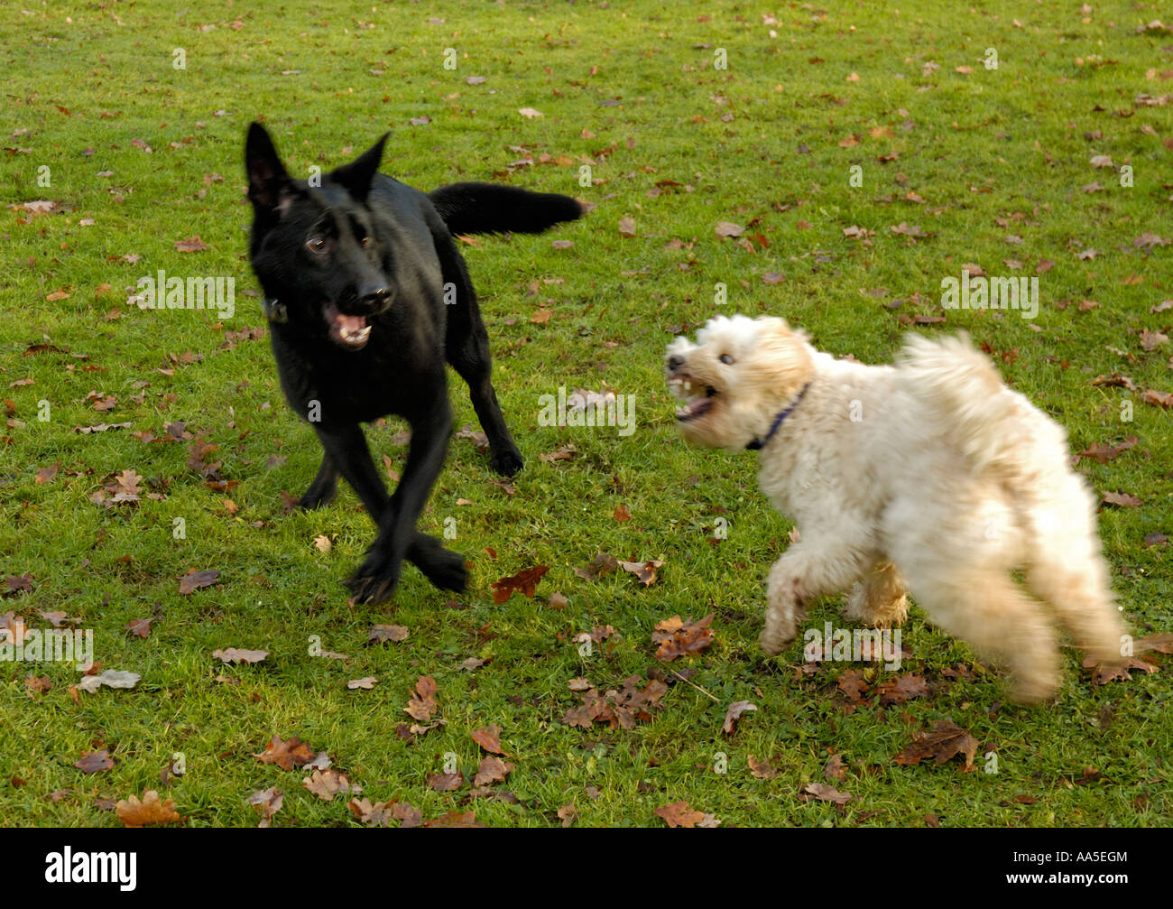Small white terrier attacking large black German Shepherd dog. Stock Photo