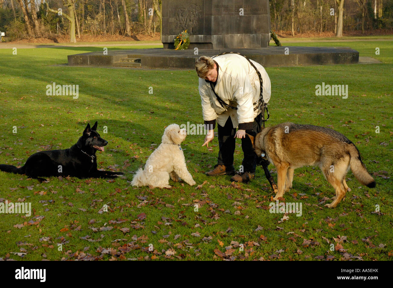 Dog training; Woman teaching 3 dogs Stock Photo