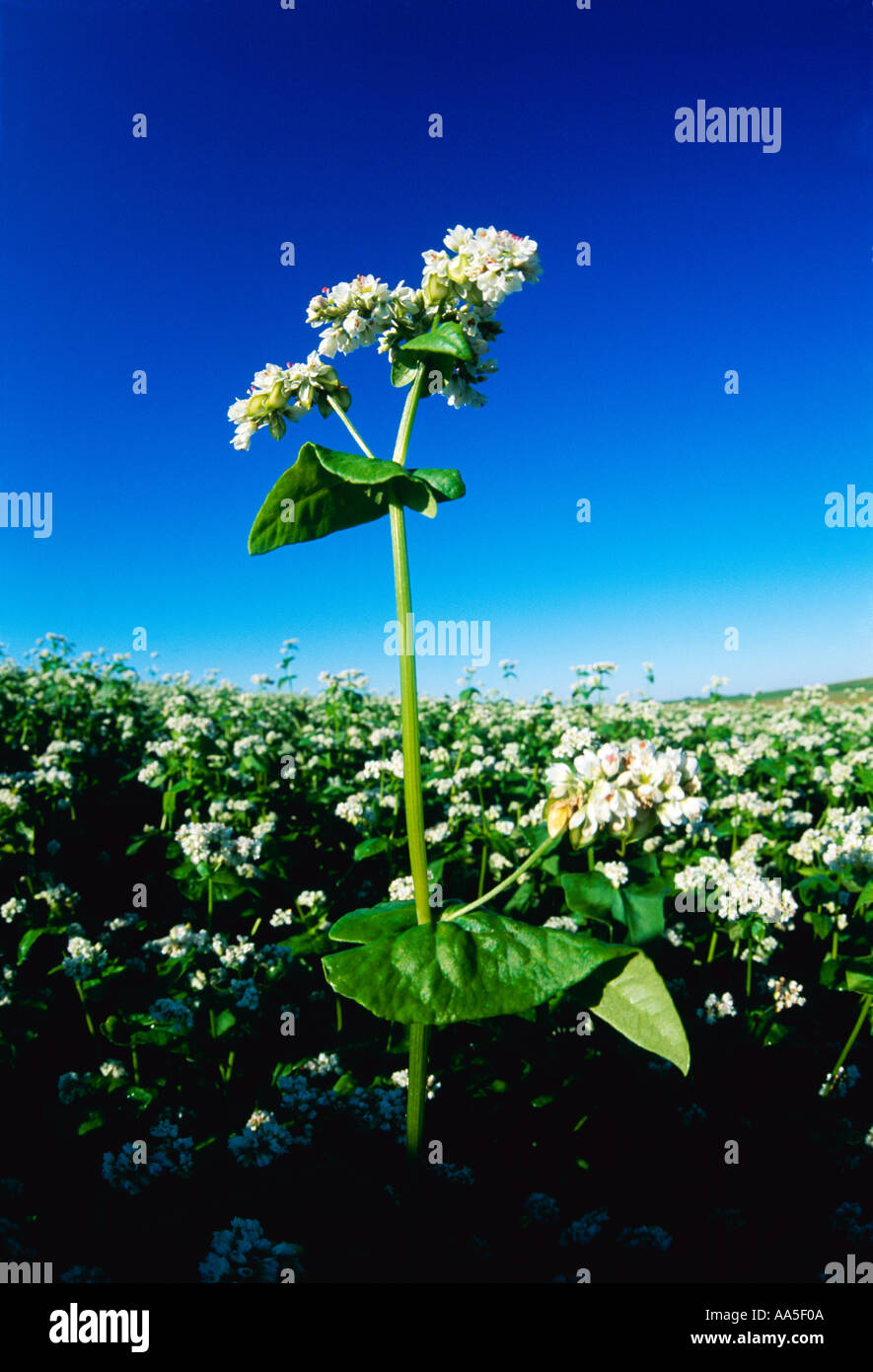 Agriculture Closeup of healthy mid growth buckwheat plants in full
