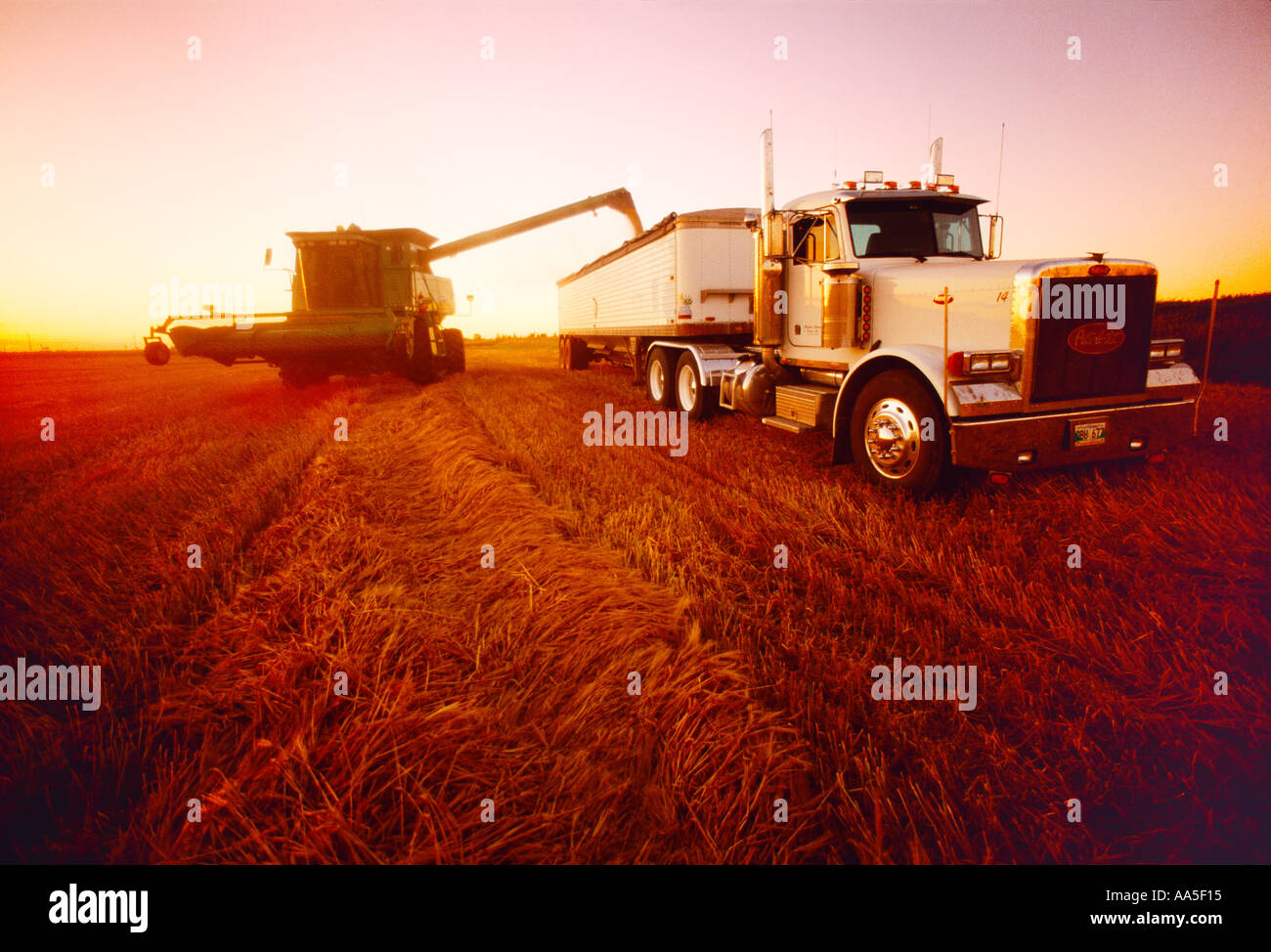 Agriculture - A combine unloads freshly harvested barley into a grain truck at sunset / near Niverville, Manitoba, Canada. Stock Photo
