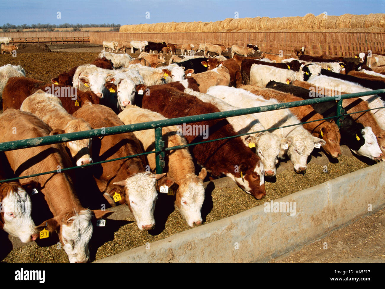 Livestock Mixed breed beef cattle feeding on silage at a feedlot