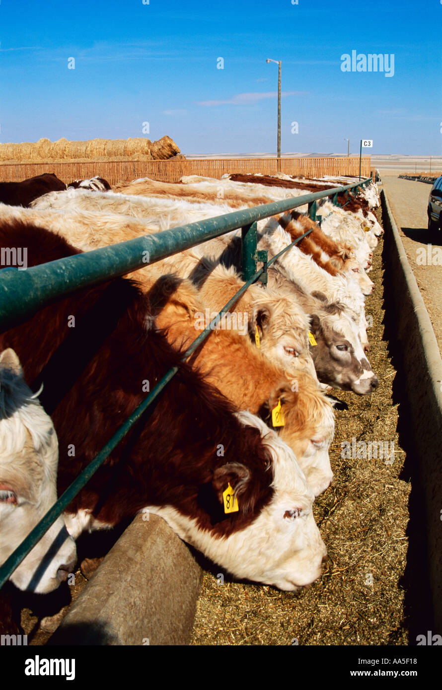 Livestock Mixed breed beef cattle feeding on silage at a feedlot feed