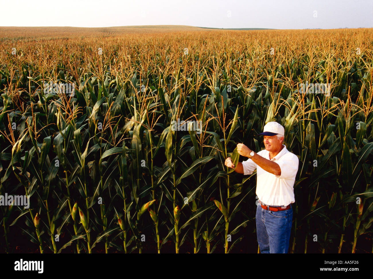 Farmer with his corn hires stock photography and images Alamy