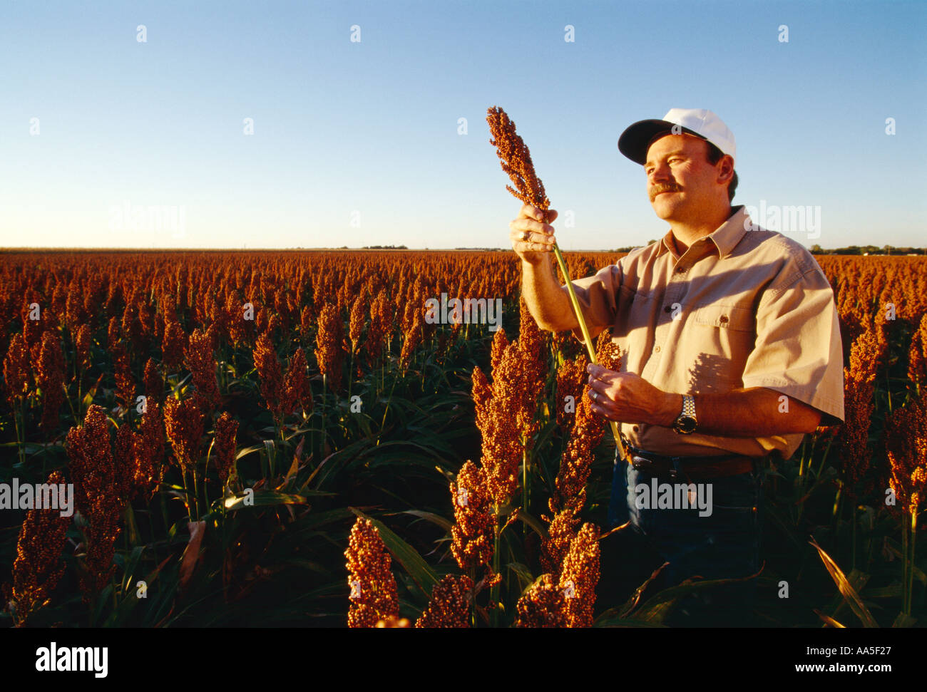 Kansas ks crops growing hires stock photography and images Alamy